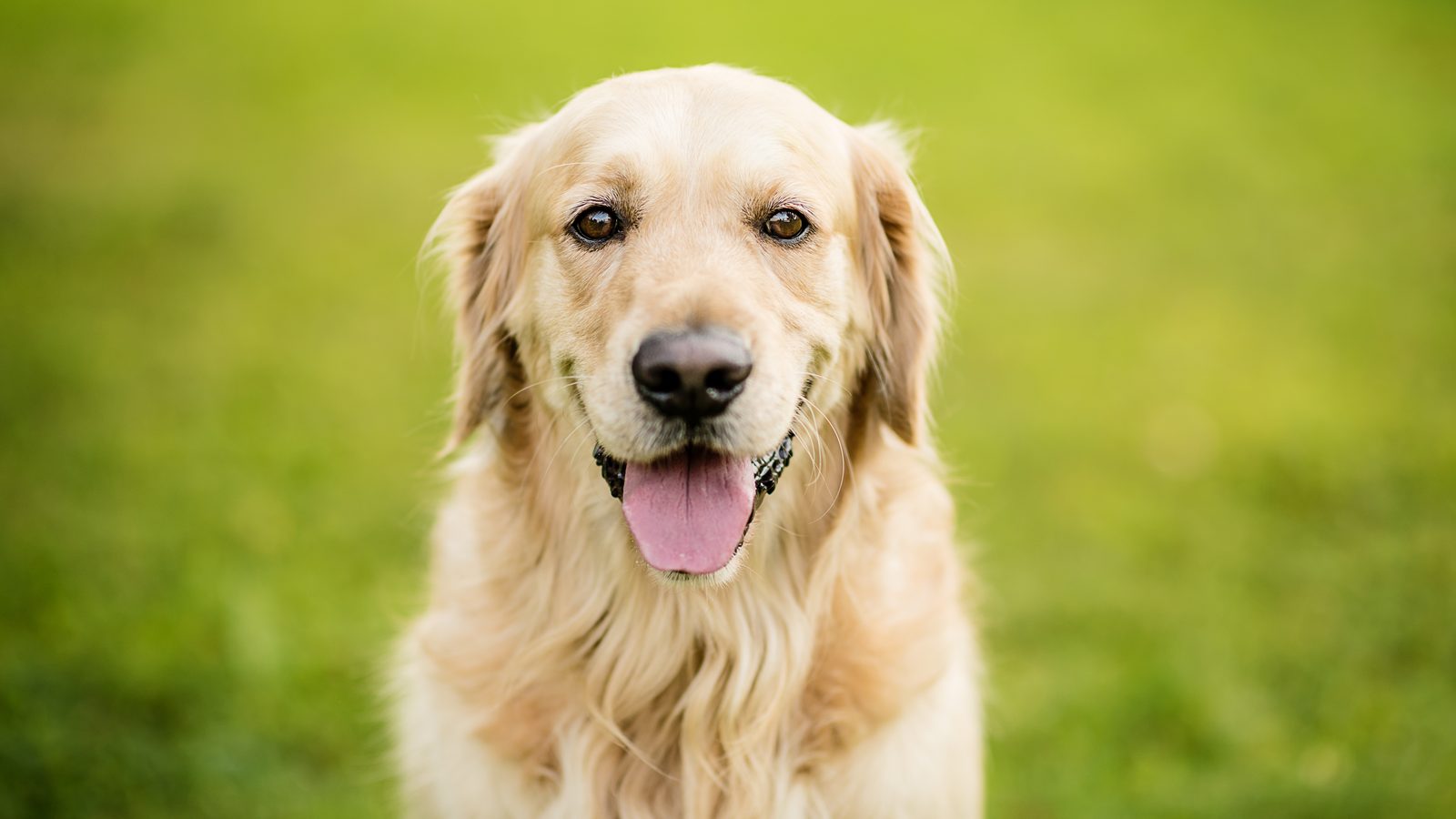 A Golden Retriever looking at the camera with its tongue out in a green field