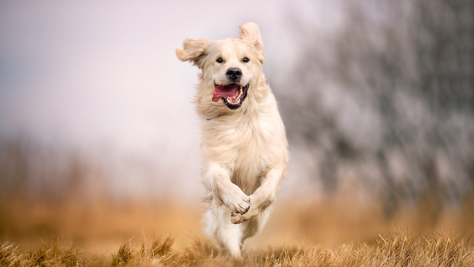 A young Golden Retriever running through a meadow
