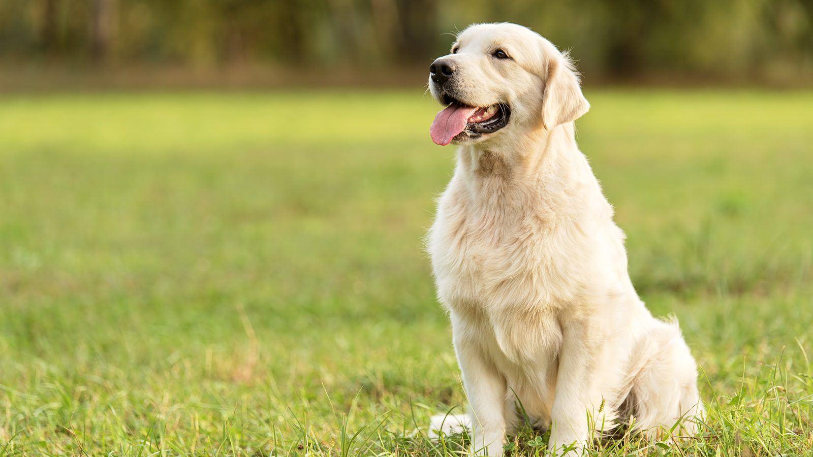 A Golden Retriever sitting on the grass in a park