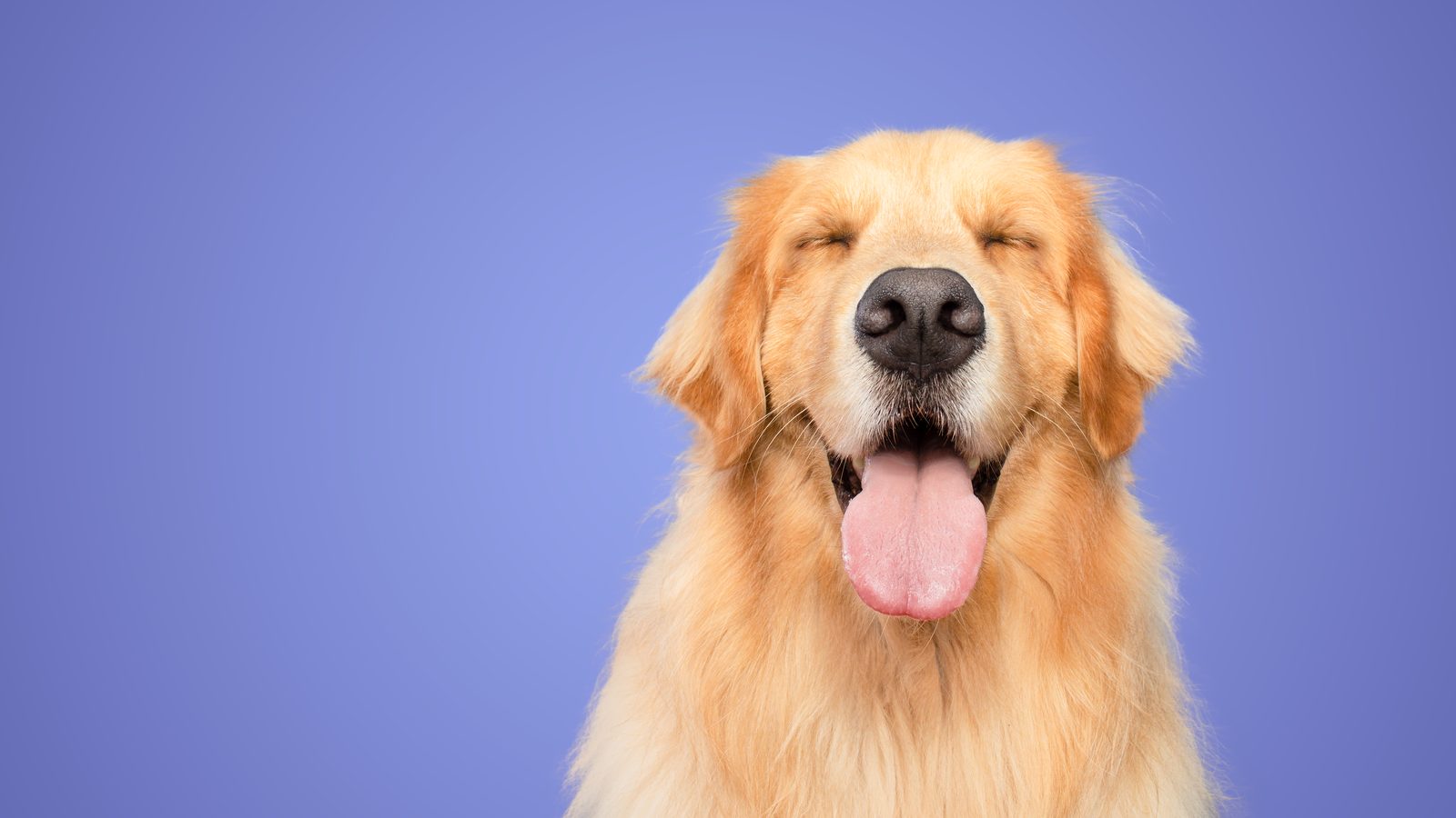 A Golden Retriever photographed in a studio against a purple background