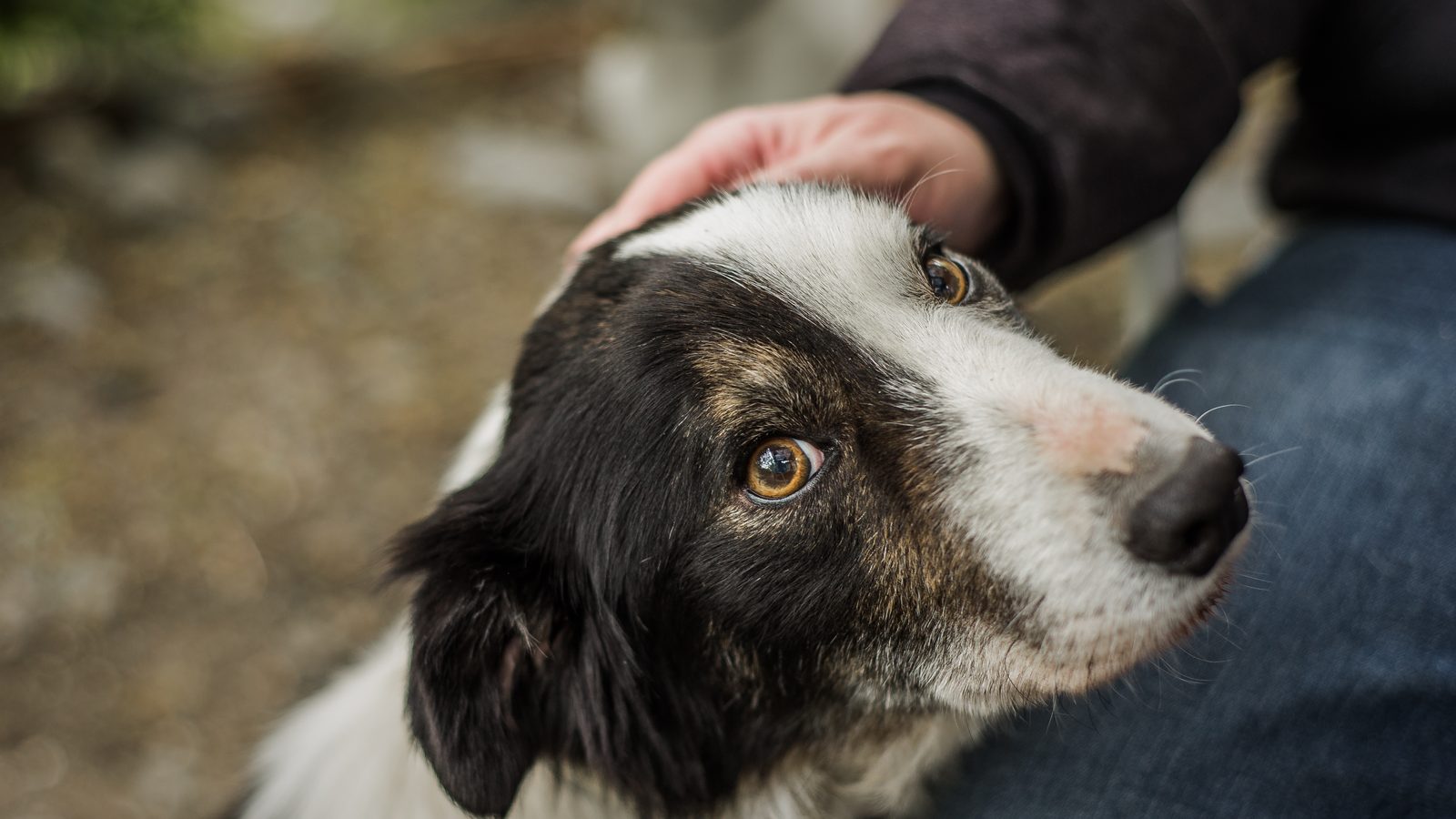 Owner gently stroking a calm dog resting on a soft blanket at home