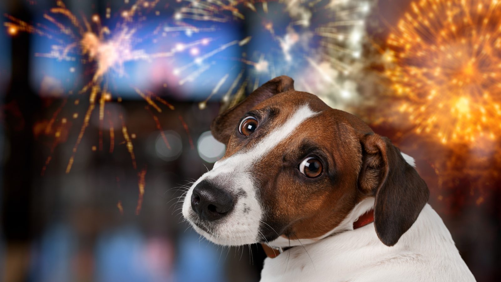 An anxious dog looking wide-eyed in front of a bright fireworks display