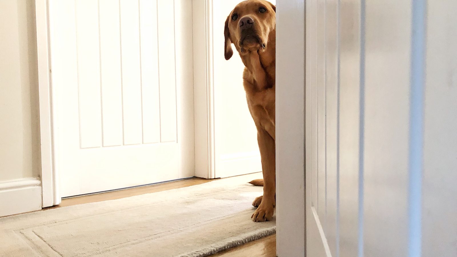 A dog waiting by a doorway, watching for its owner to come home