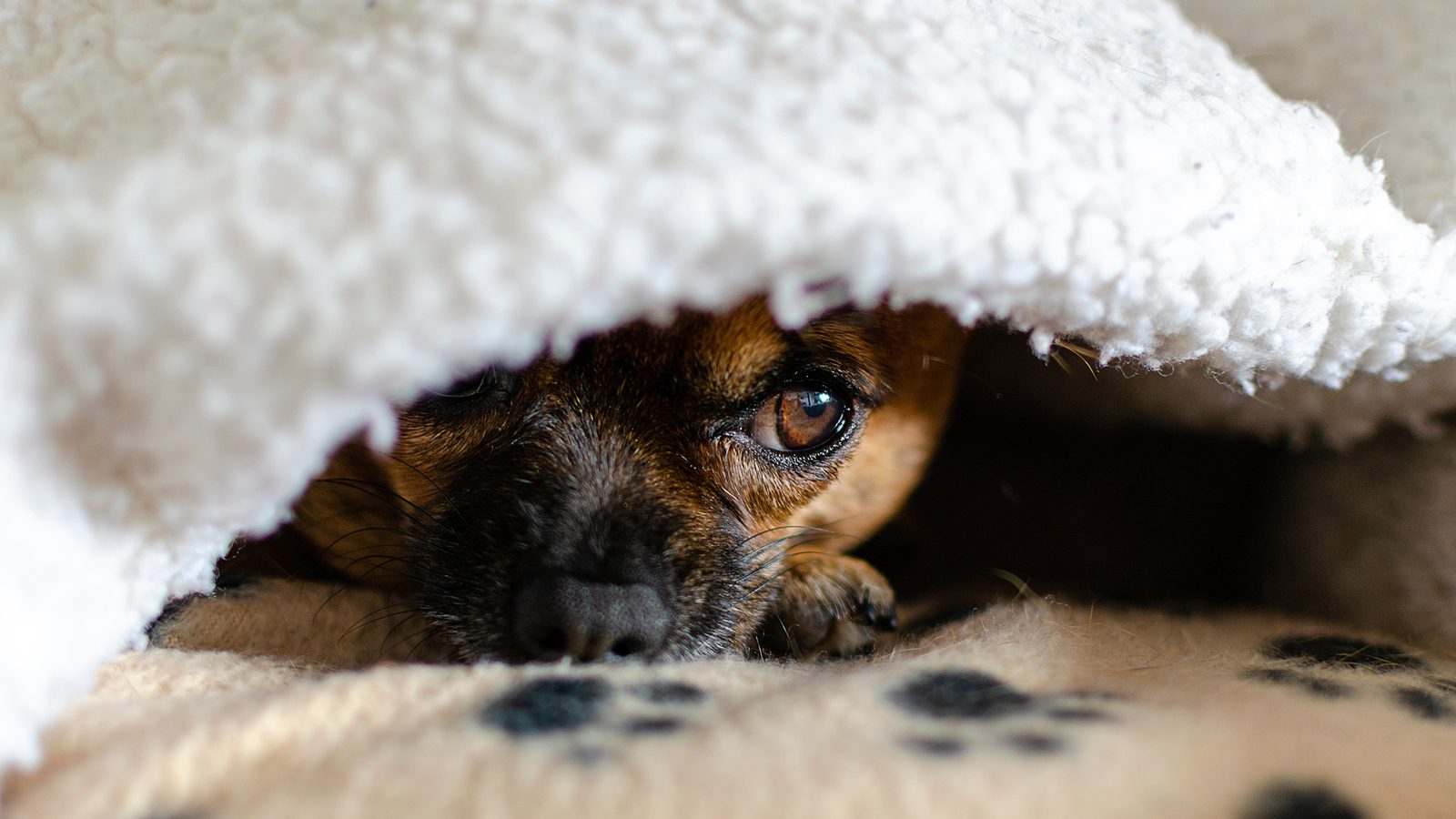 Sleepy puppy curled up under a soft cozy blanket at night