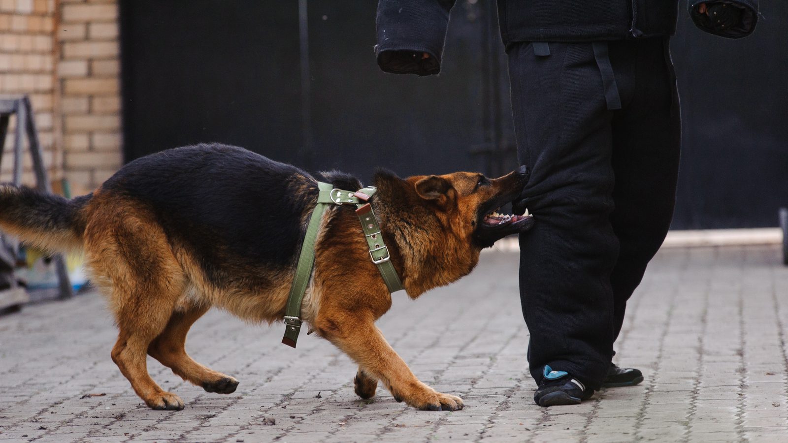 A dog on a leash walking beside its owner on a paved path