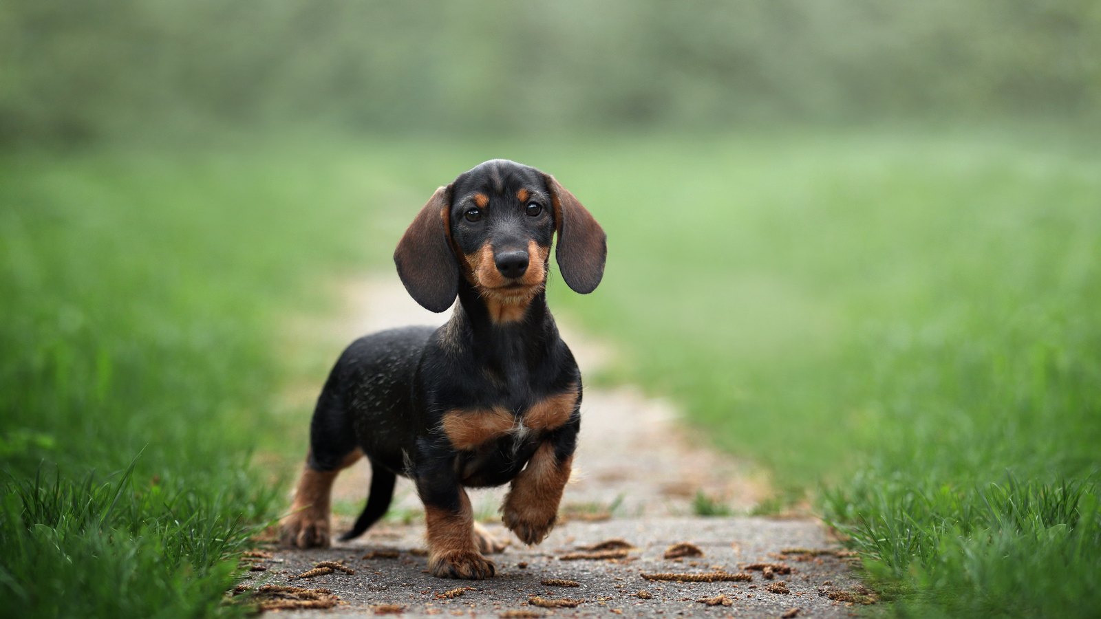 A miniature dachshund puppy standing on a patch of grass, looking up