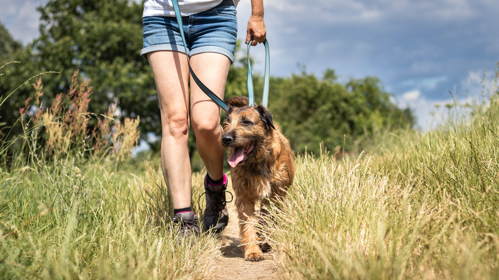 Person walking a dachshund on a leash along an outdoor trail
