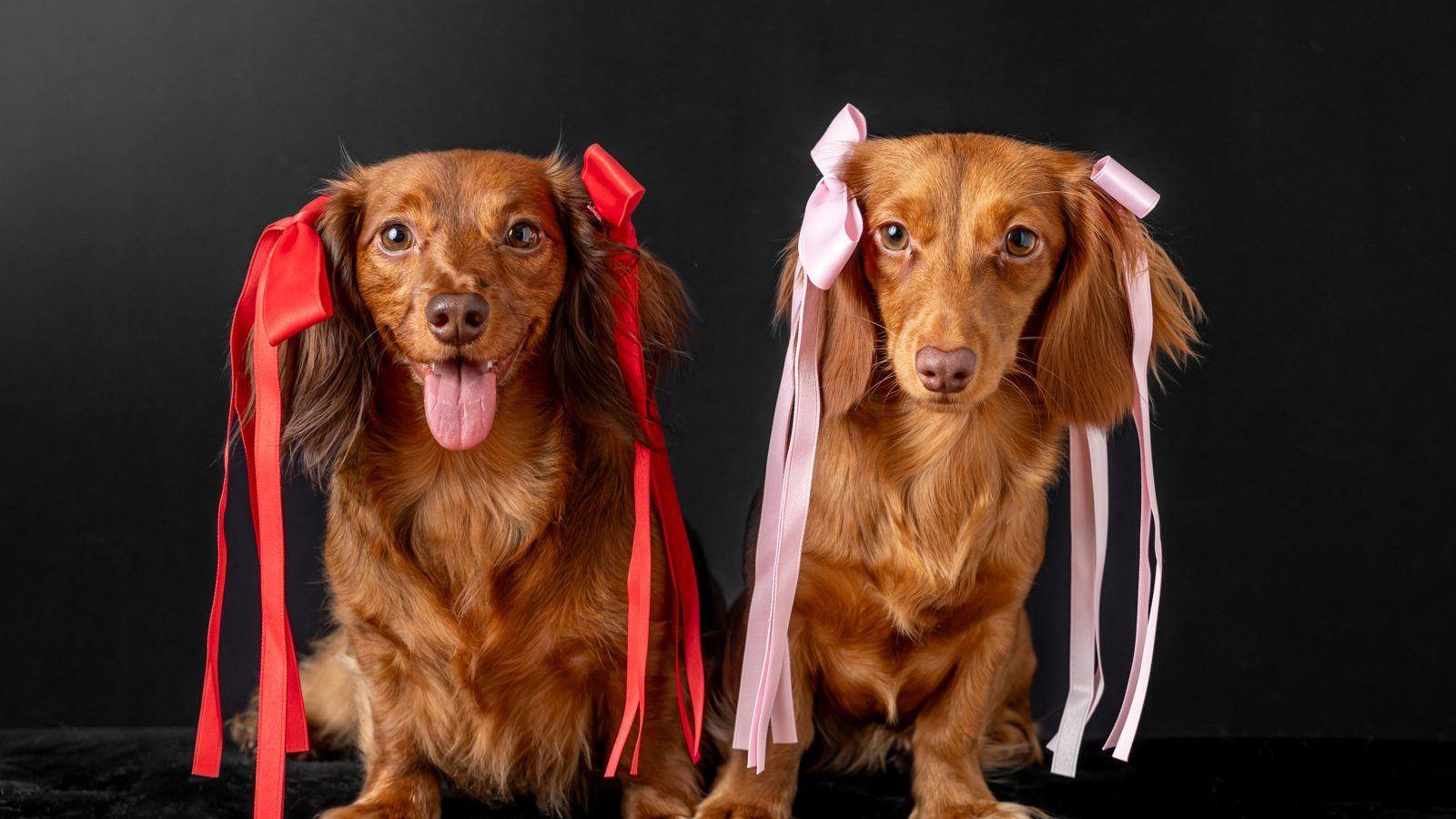Nicole and Nora, two long-haired miniature dachshunds, wearing red and pink ribbons in their fine art portrait