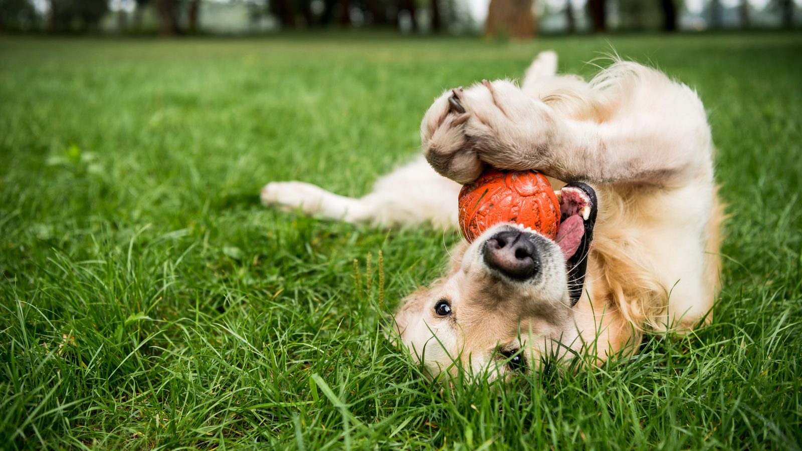 Playful young dog rolling in the grass mouthing an orange ball