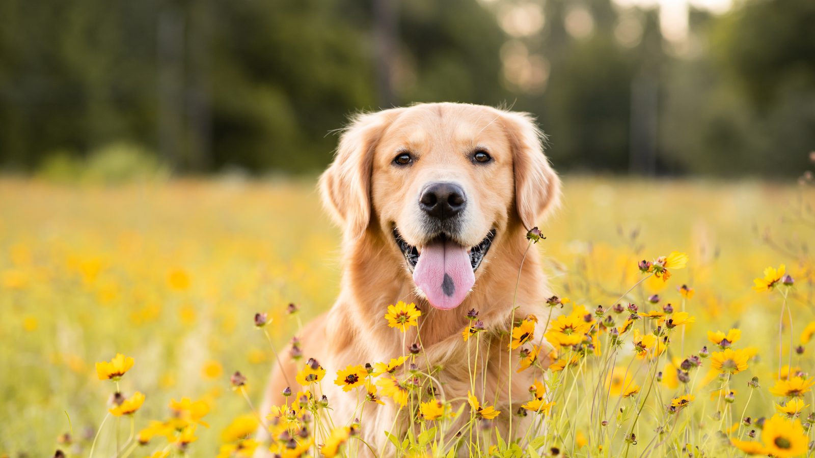 Golden retriever grinning in a meadow of yellow flowers