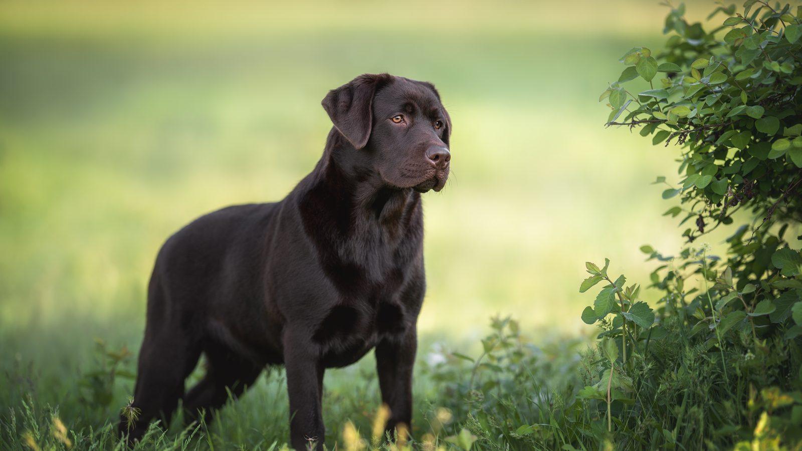 A chocolate Labrador standing in long grass