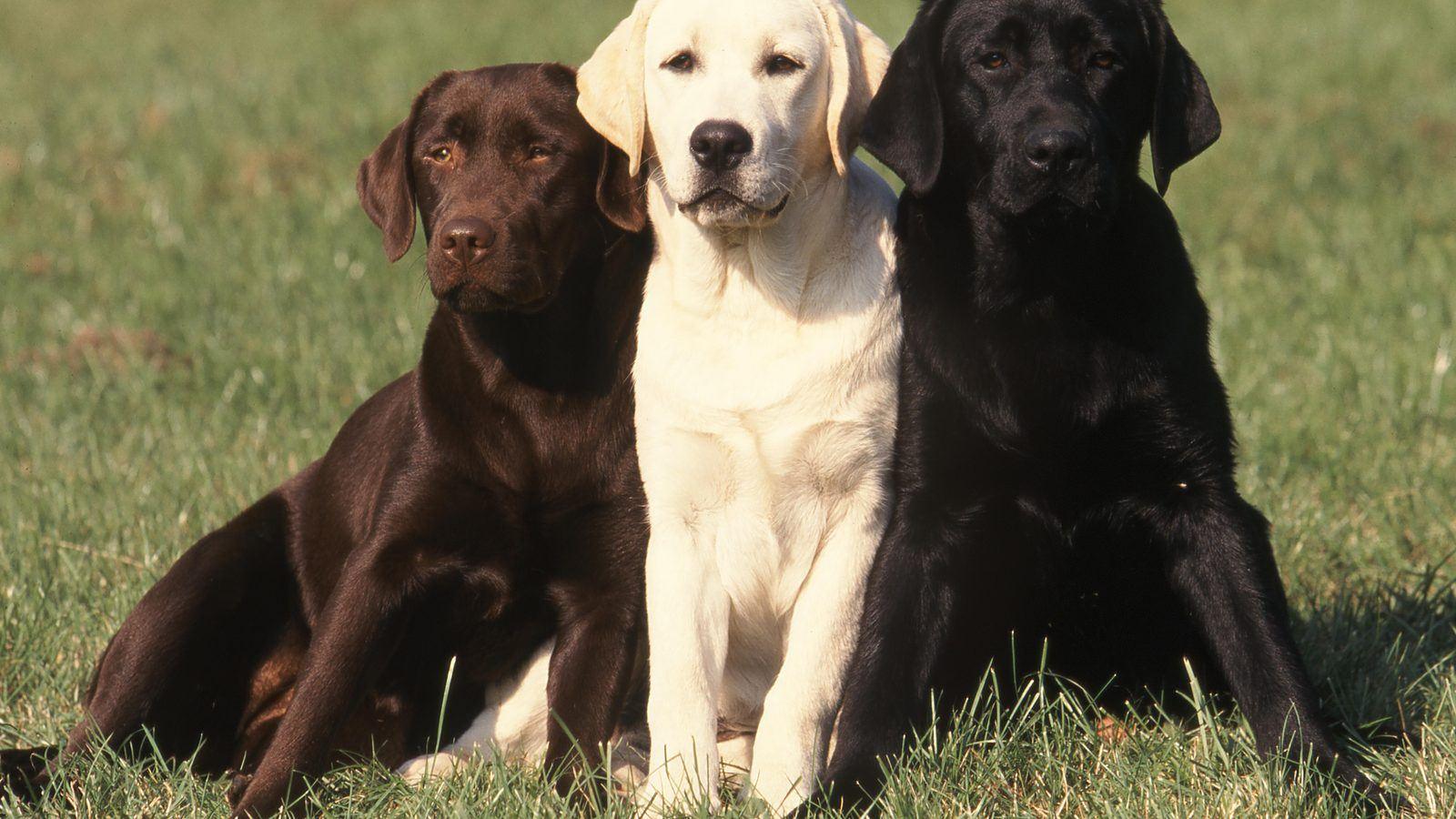 Three Labradors, chocolate, yellow and black, sitting together outdoors