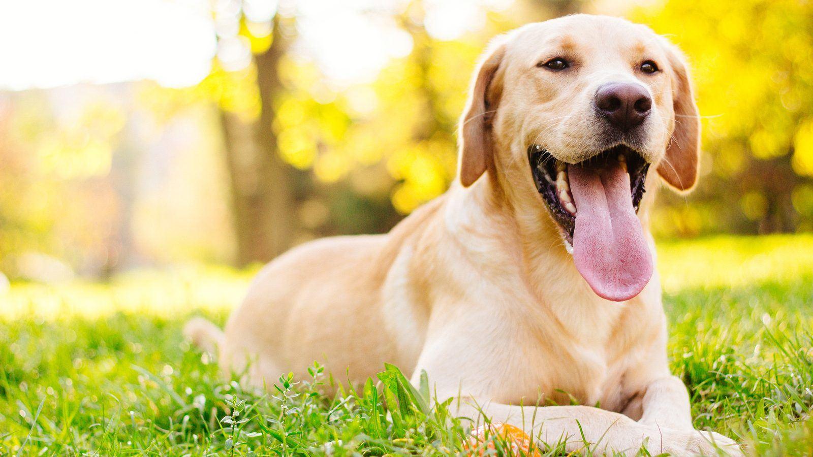 A yellow Labrador lying on the grass in the sun with its tongue out