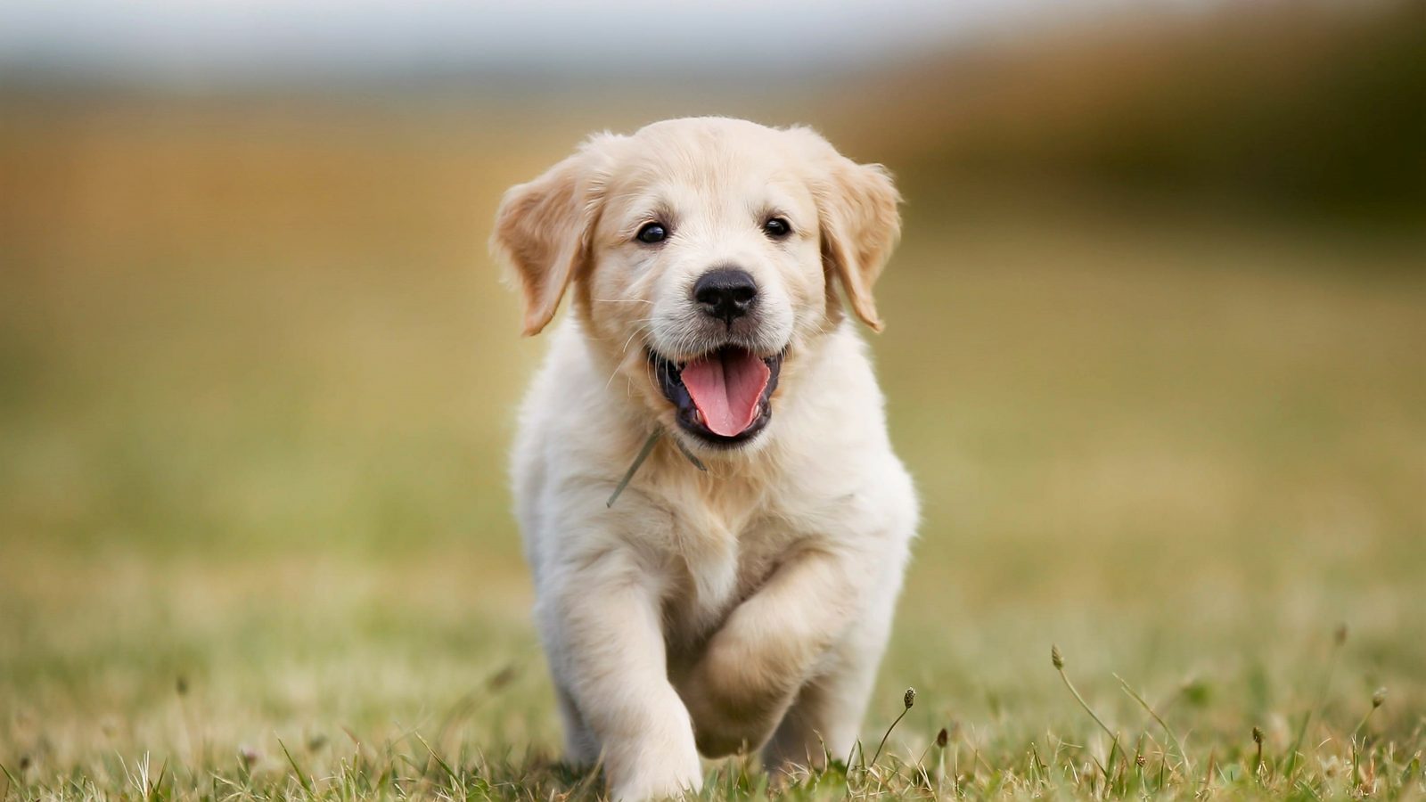 A yellow Labrador puppy running towards the camera across a field