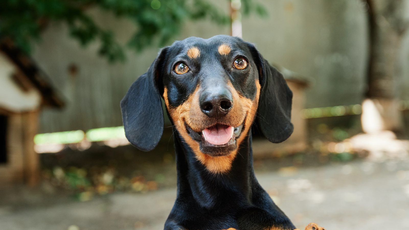 Alert black and tan miniature dachshund with ears perked, reading its body language