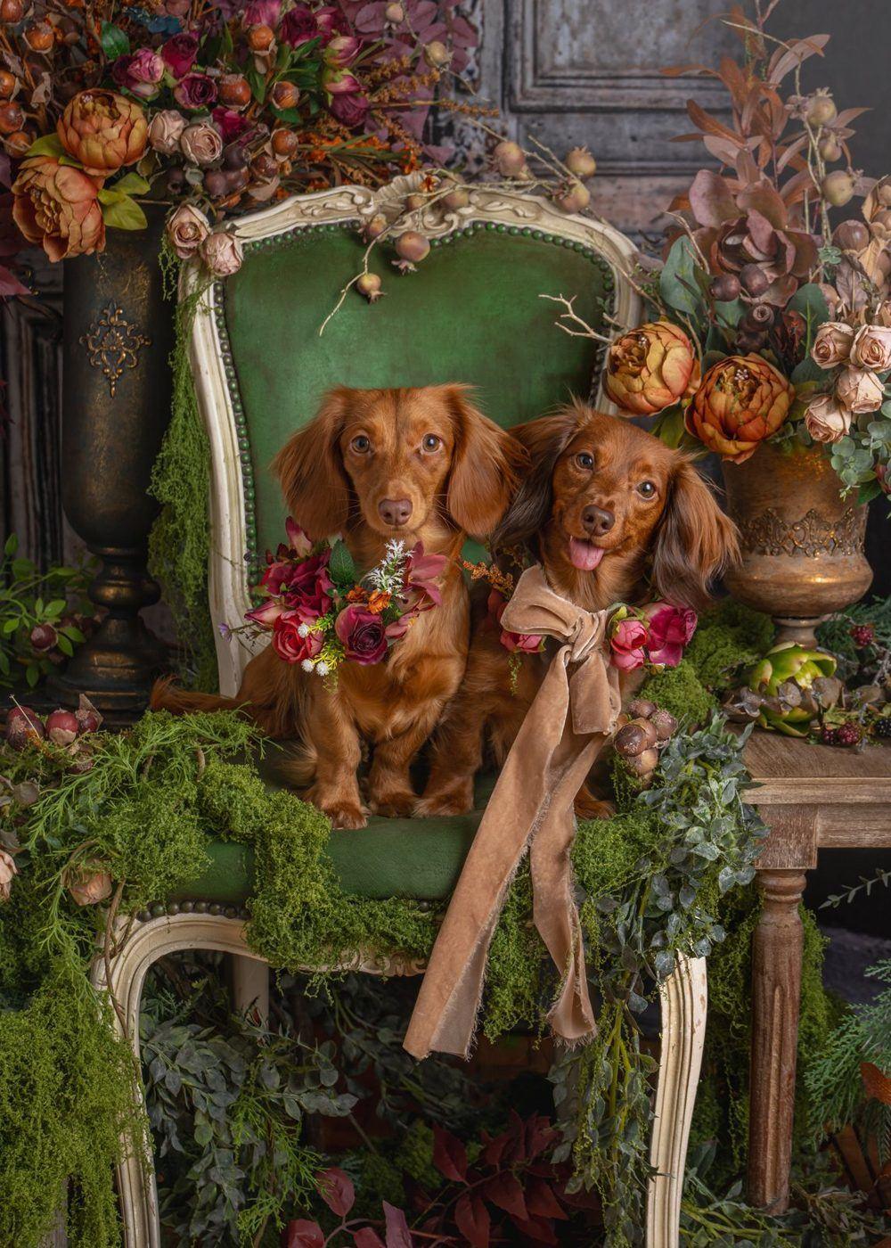 Nicole and Nora on a green velvet chair surrounded by autumn flowers, with a satin bow