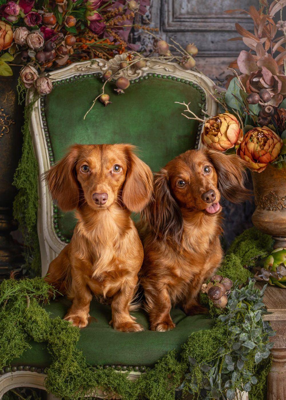 Nicole and Nora, two long-haired miniature dachshunds, sitting together on a green velvet chair surrounded by dried flowers