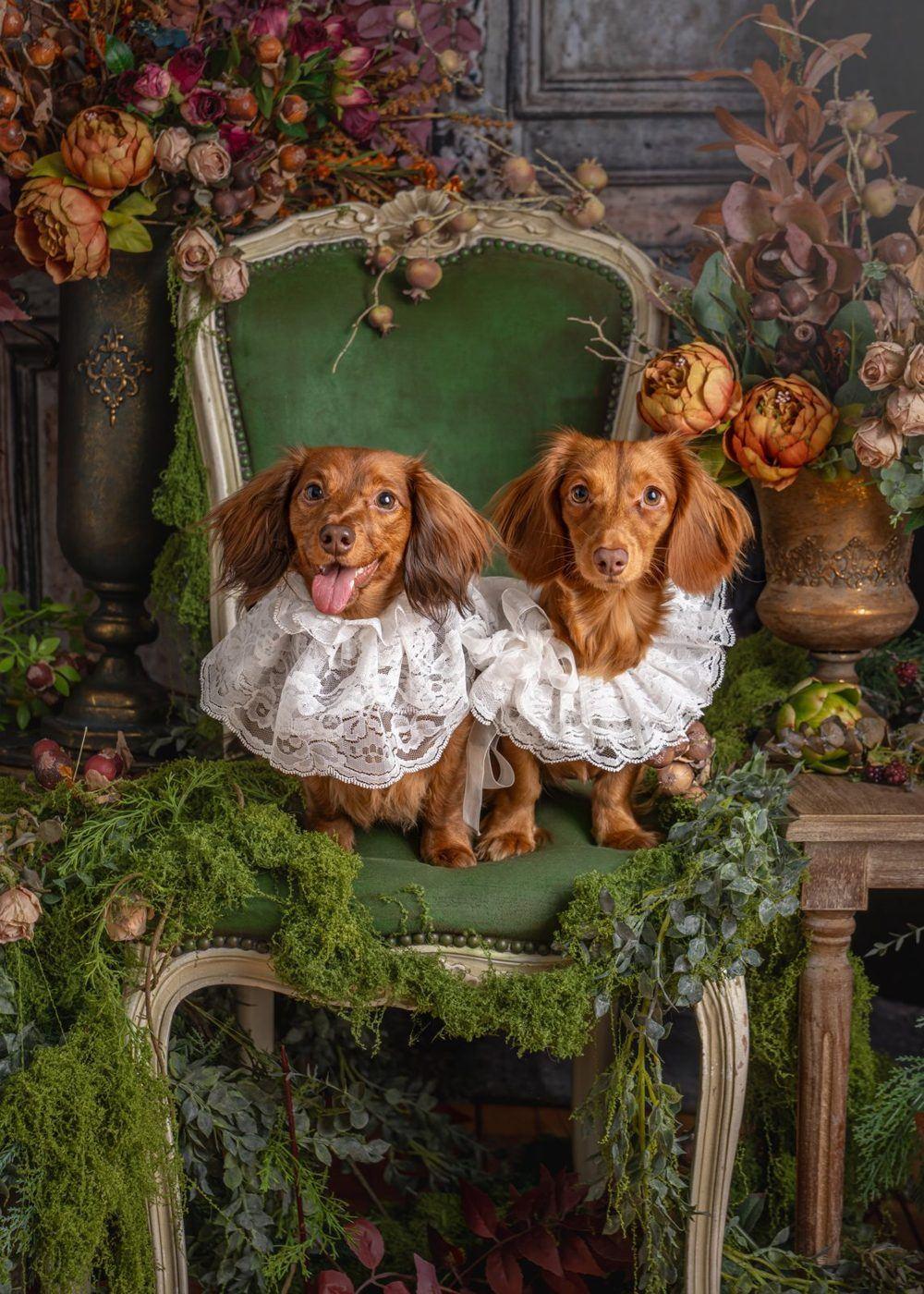 Nicole and Nora wearing white lace collars on a green velvet chair