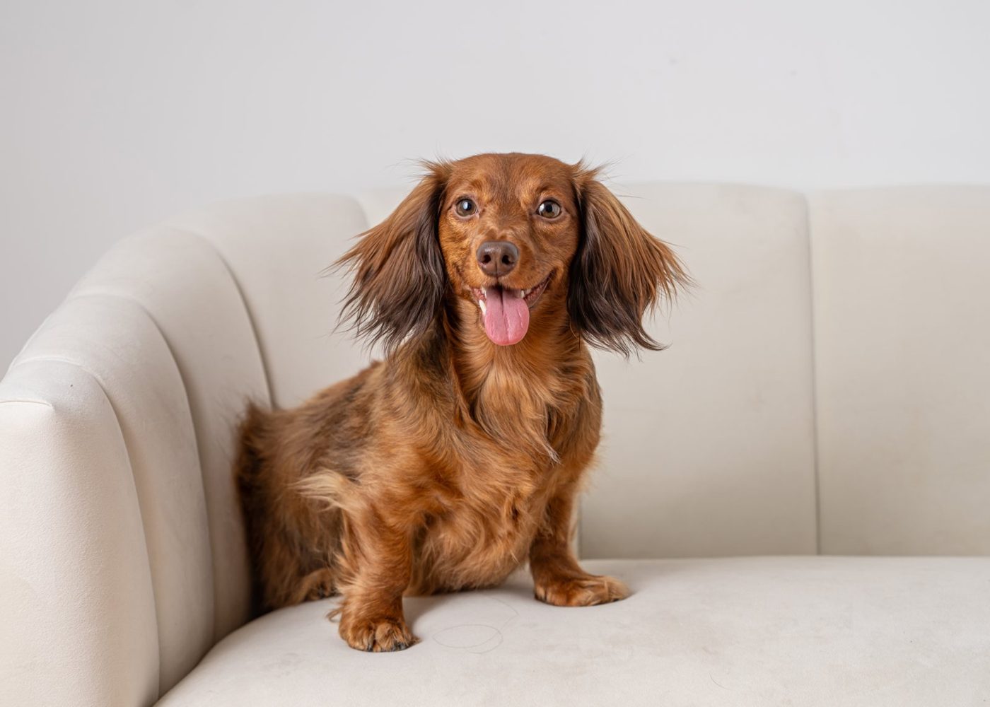 Nicole, a long-haired miniature dachshund, sitting on a cream sofa