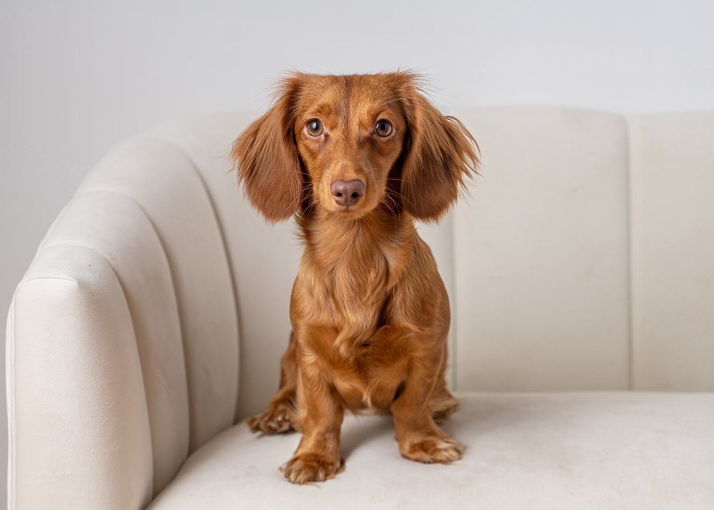 Long-haired miniature dachshund sitting upright on a cream sofa