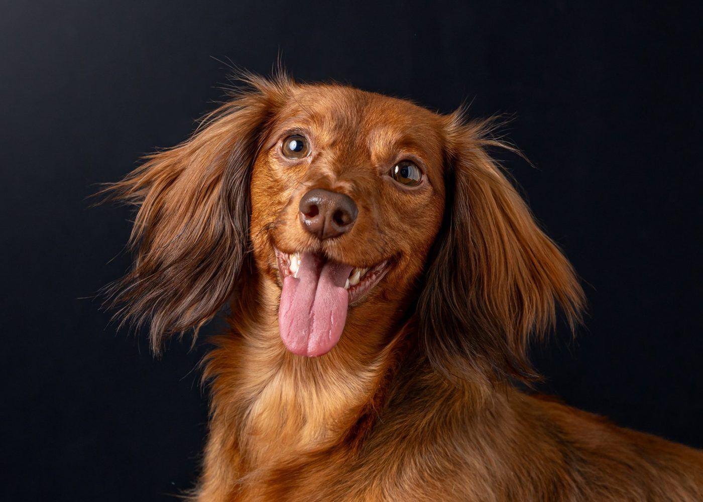 Close-up portrait of a smiling long-haired miniature dachshund on a black background