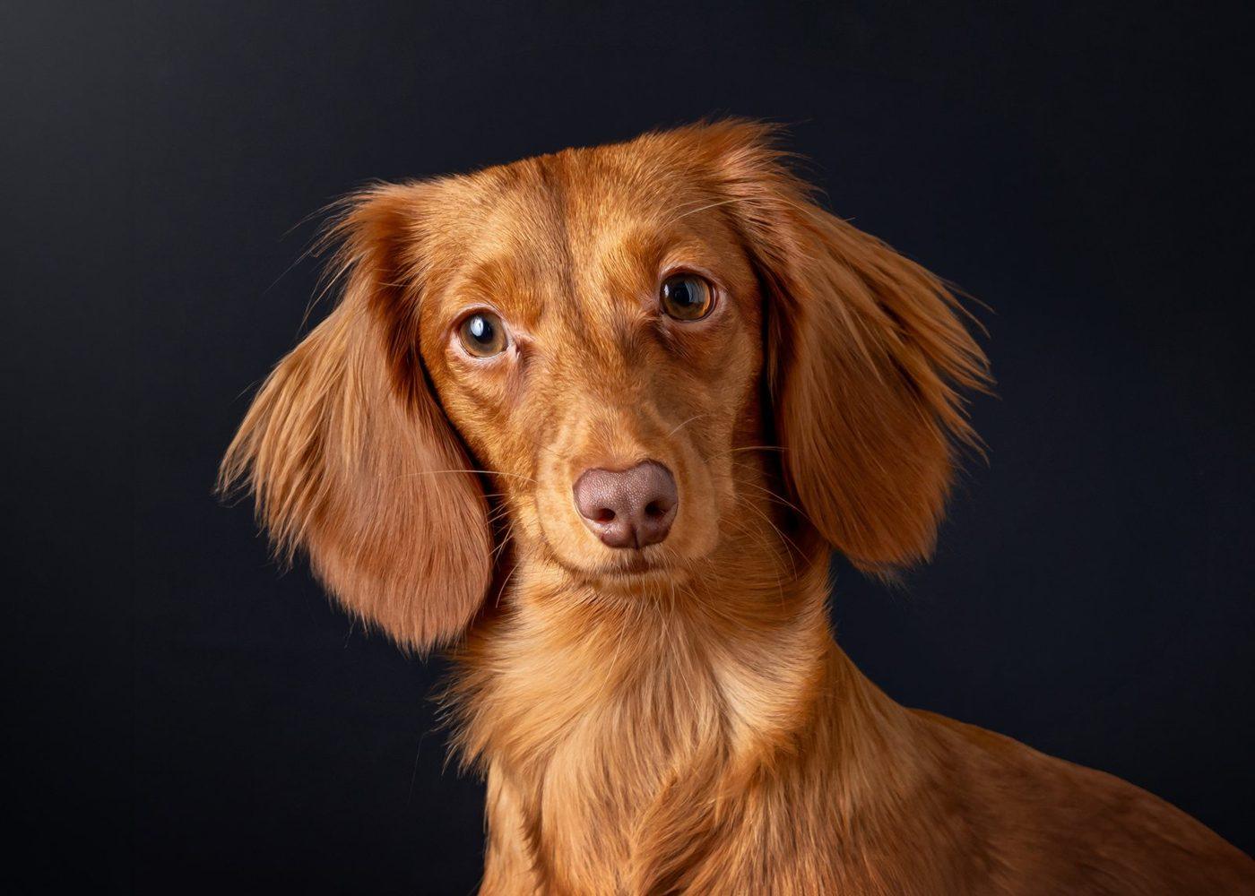 Close-up portrait of a long-haired miniature dachshund looking straight into the camera