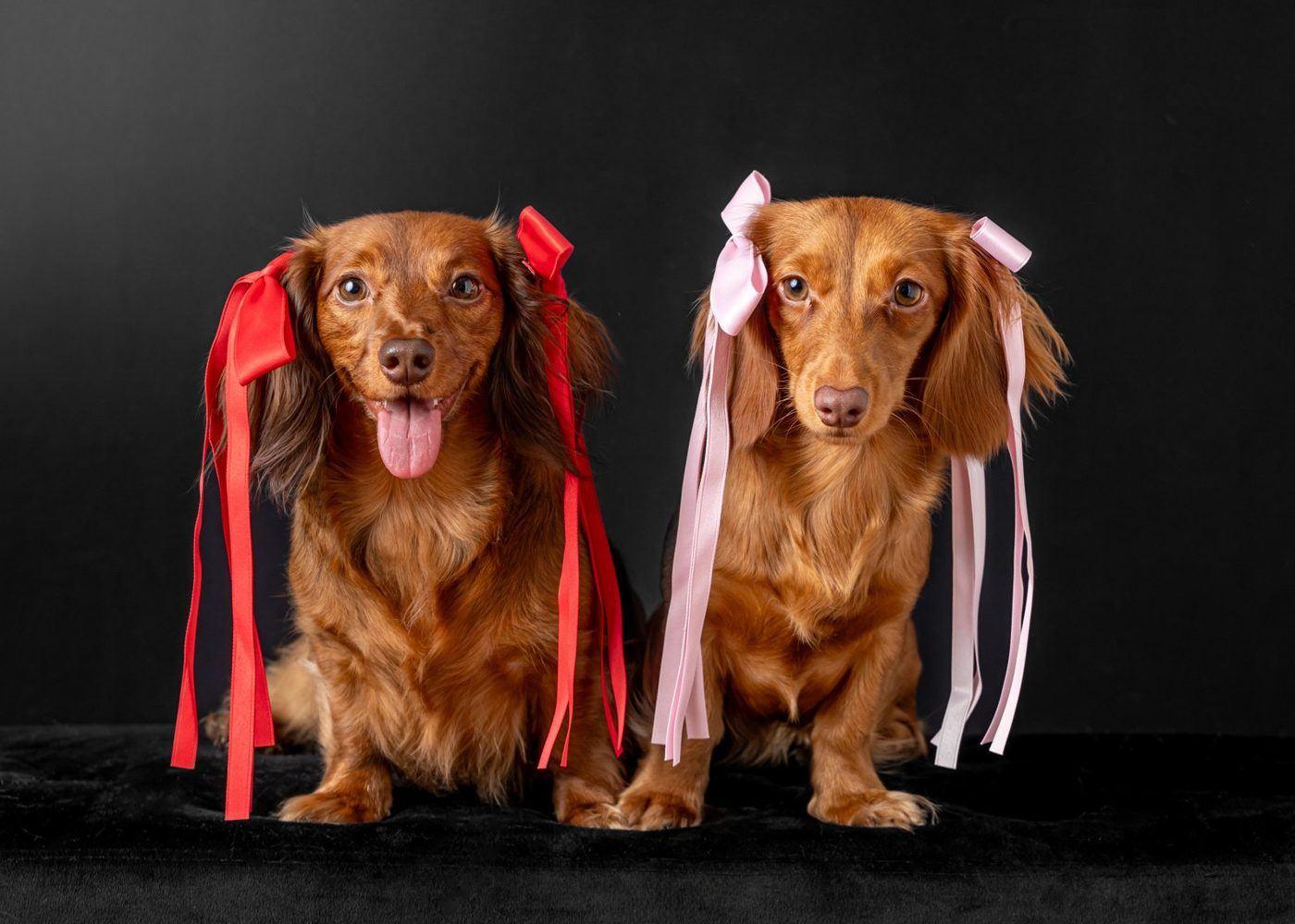 Nicole and Nora, two long-haired miniature dachshunds with ribbons