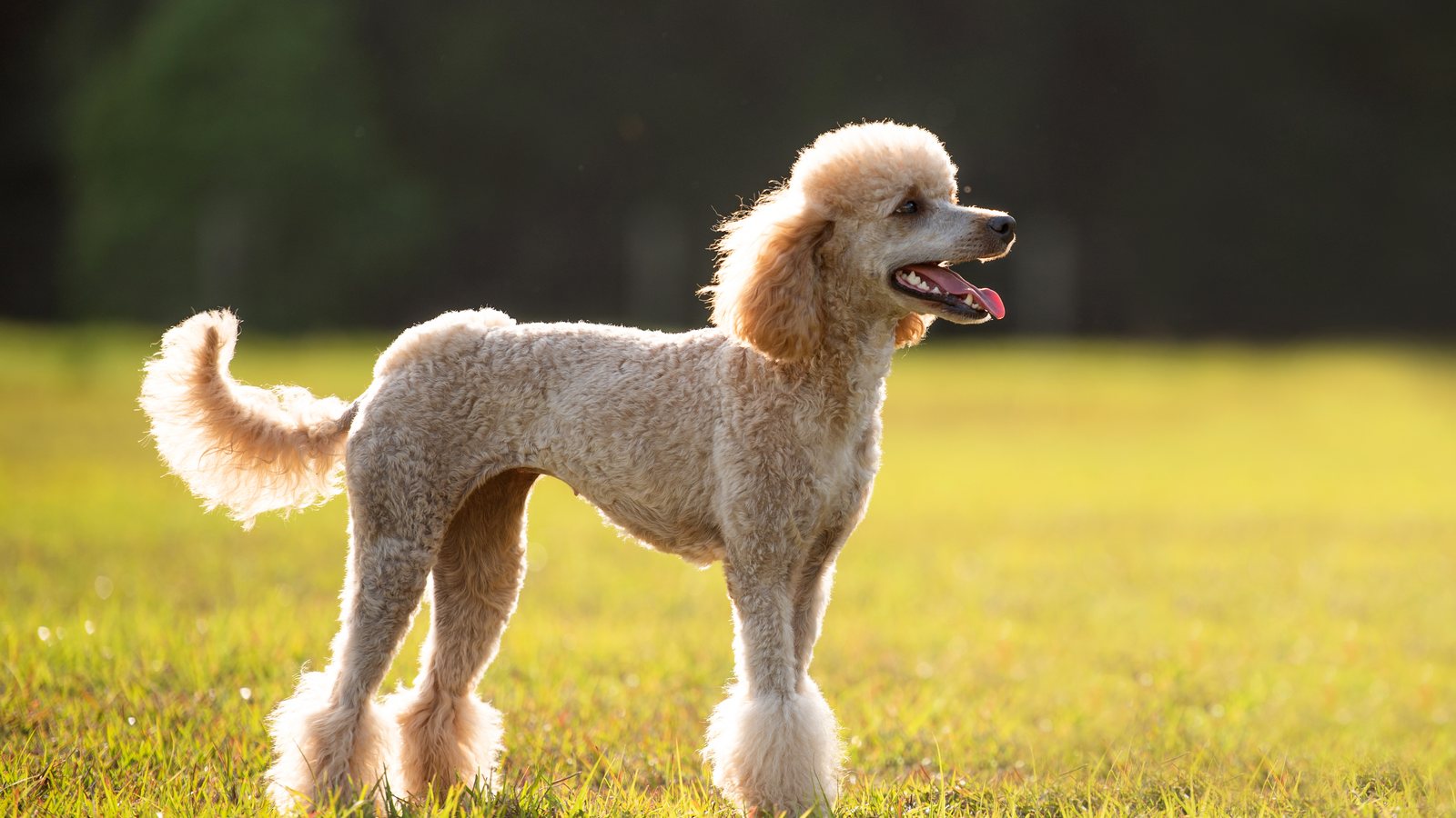 An apricot Standard Poodle standing in a sunny field