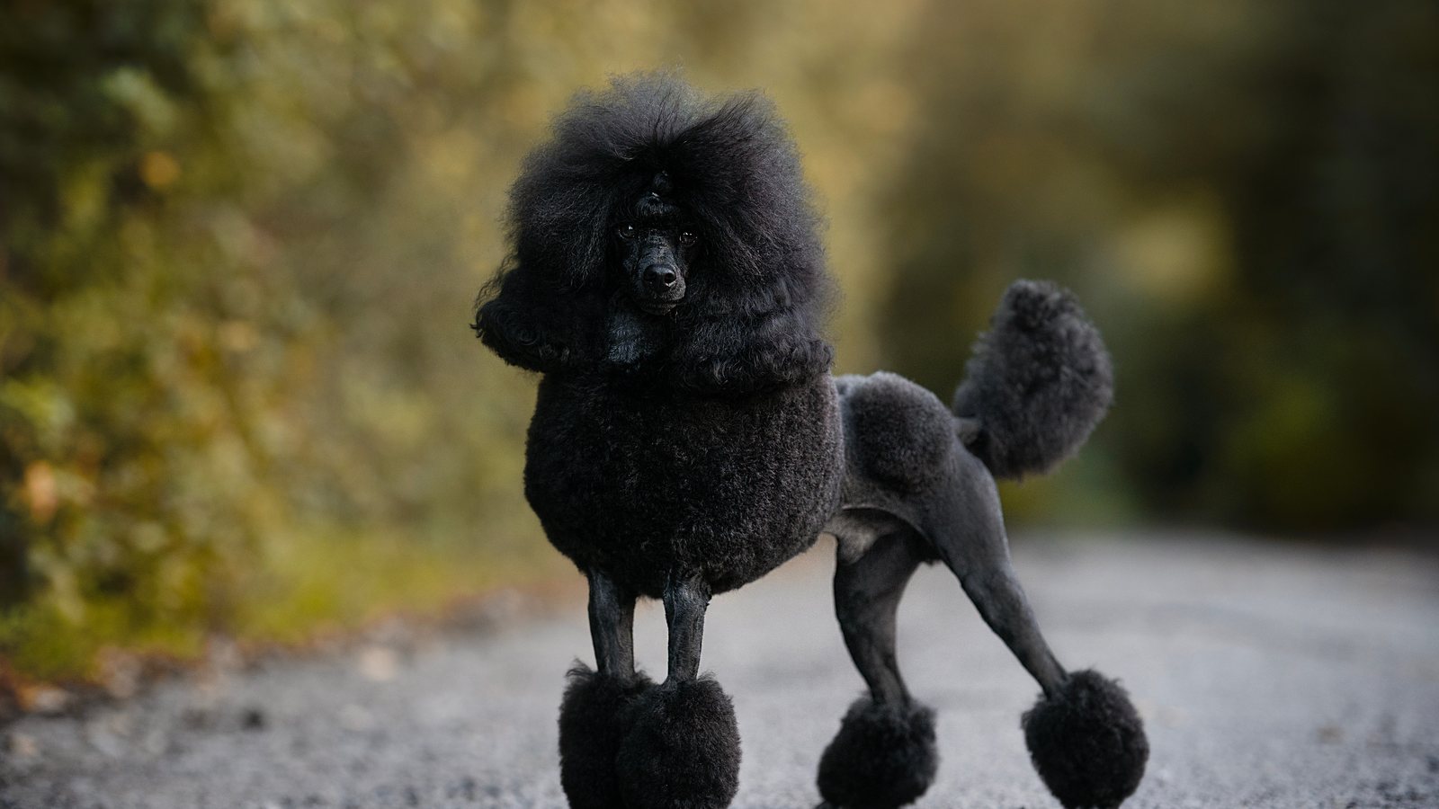 A black Standard Poodle in a show clip standing on a path