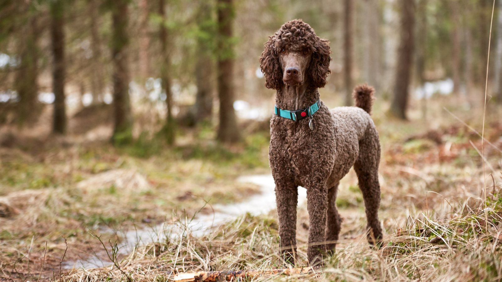 A brown Standard Poodle standing in a forest