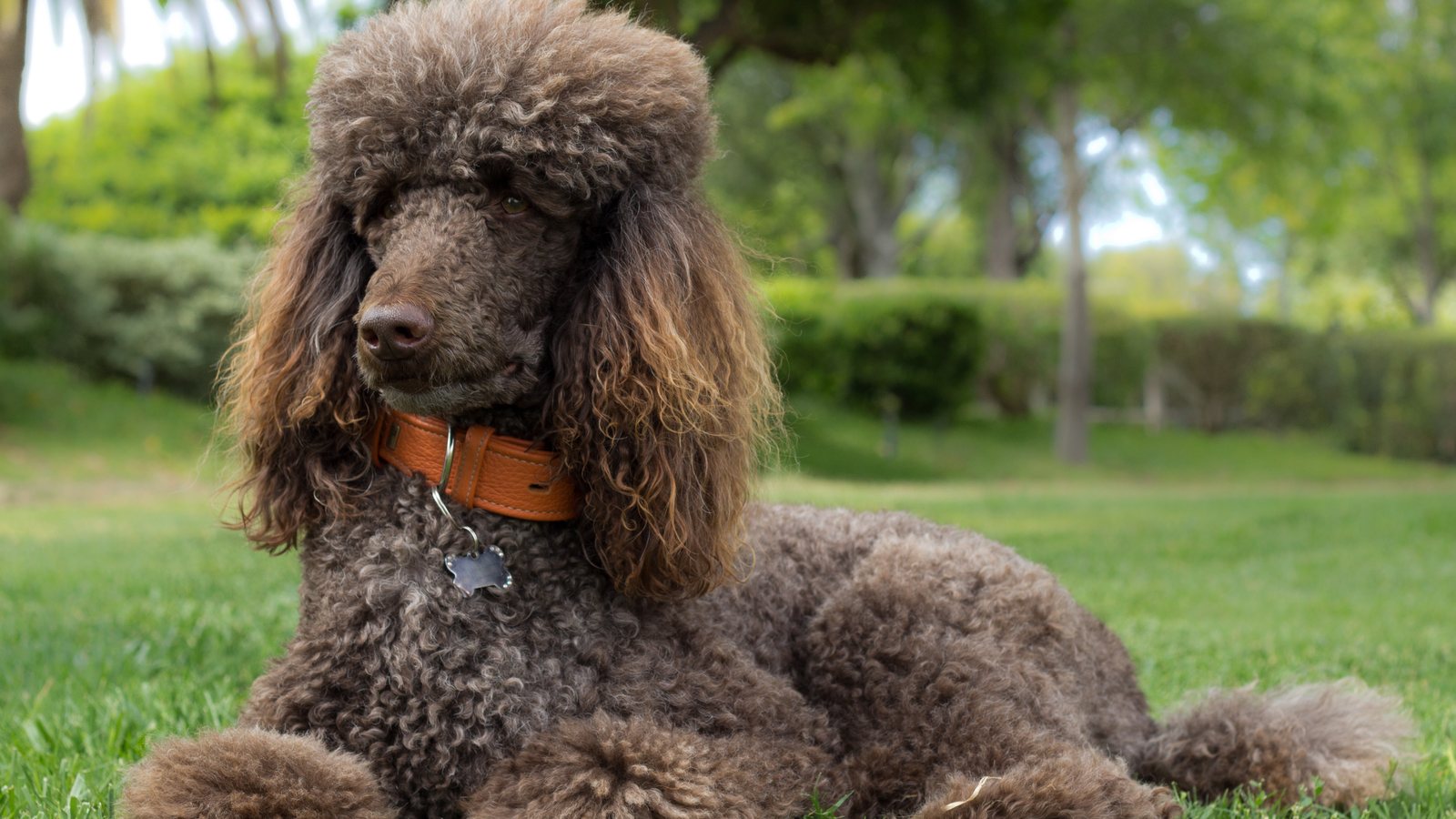 A brown Standard Poodle lying on the grass