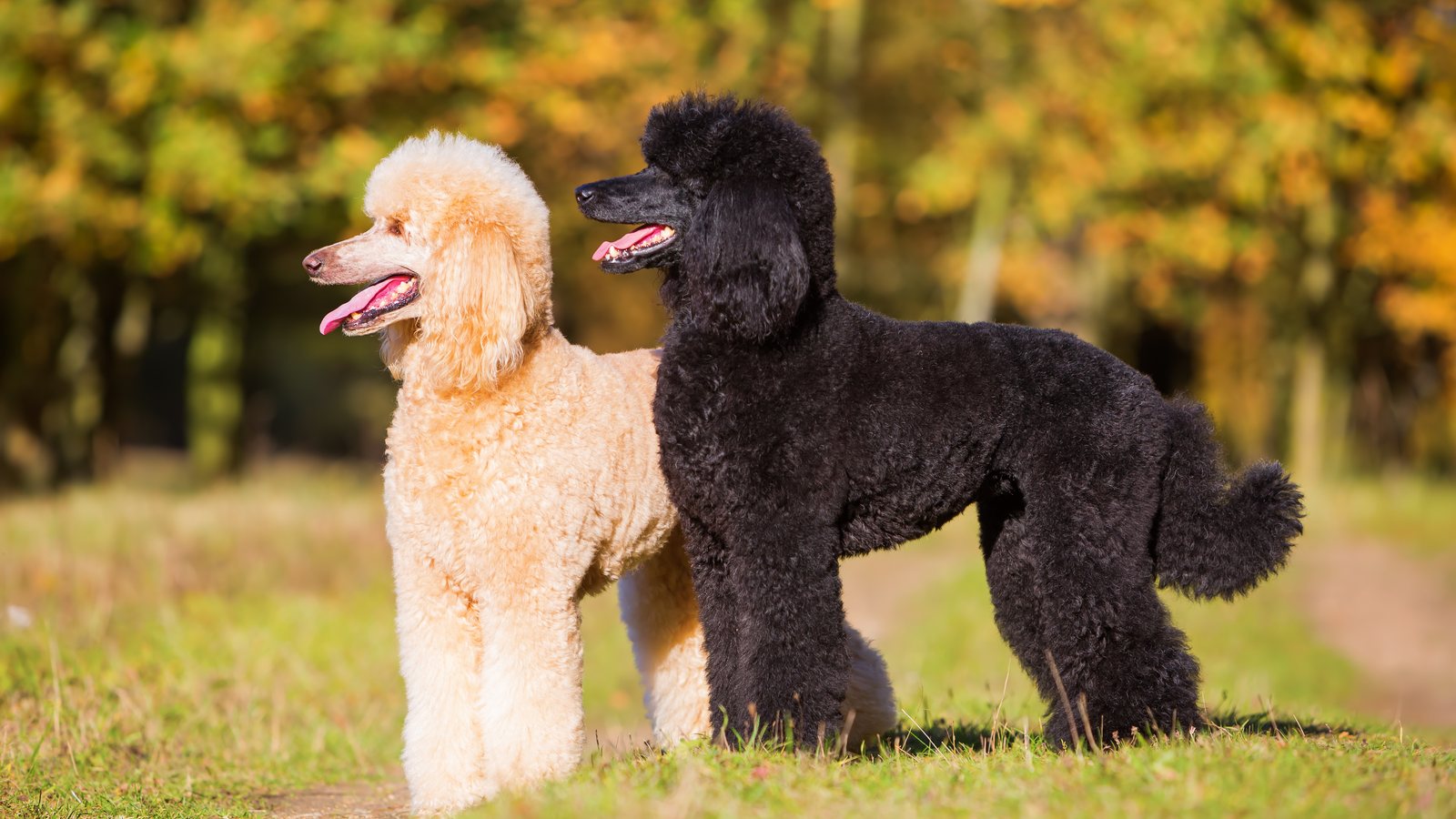 An apricot and a black Standard Poodle standing together in an autumn park