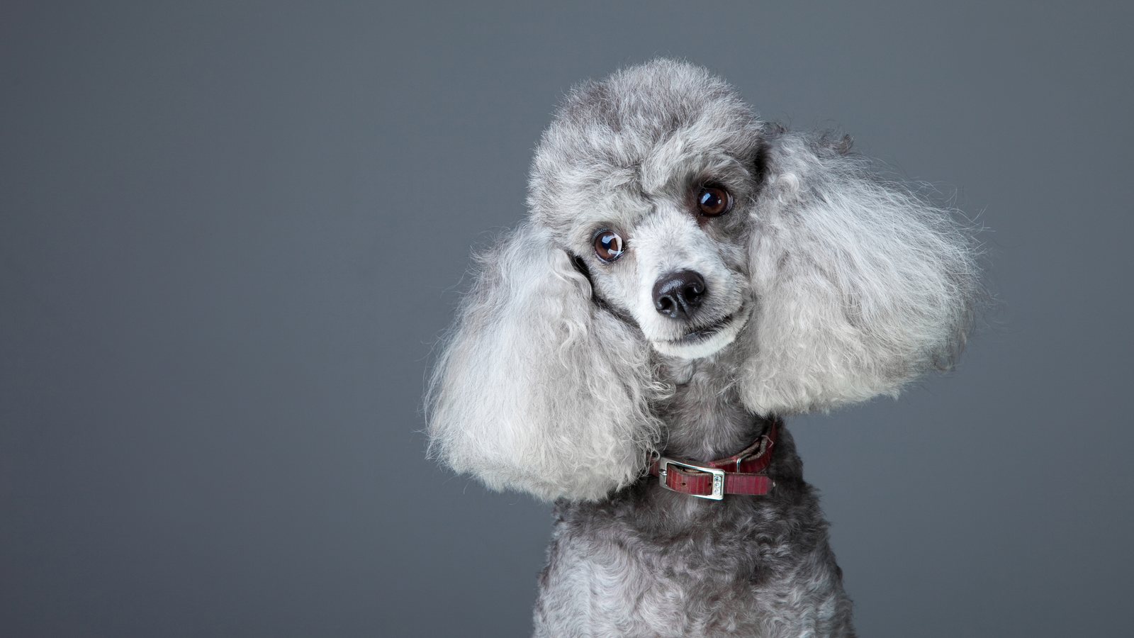 A silver Toy Poodle looking at the camera