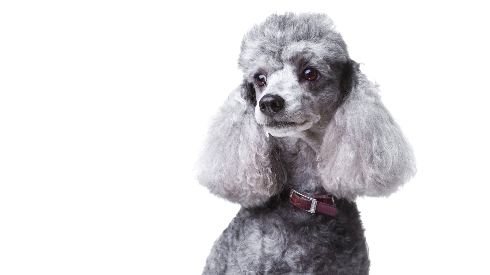 A silver Toy Poodle against a white background