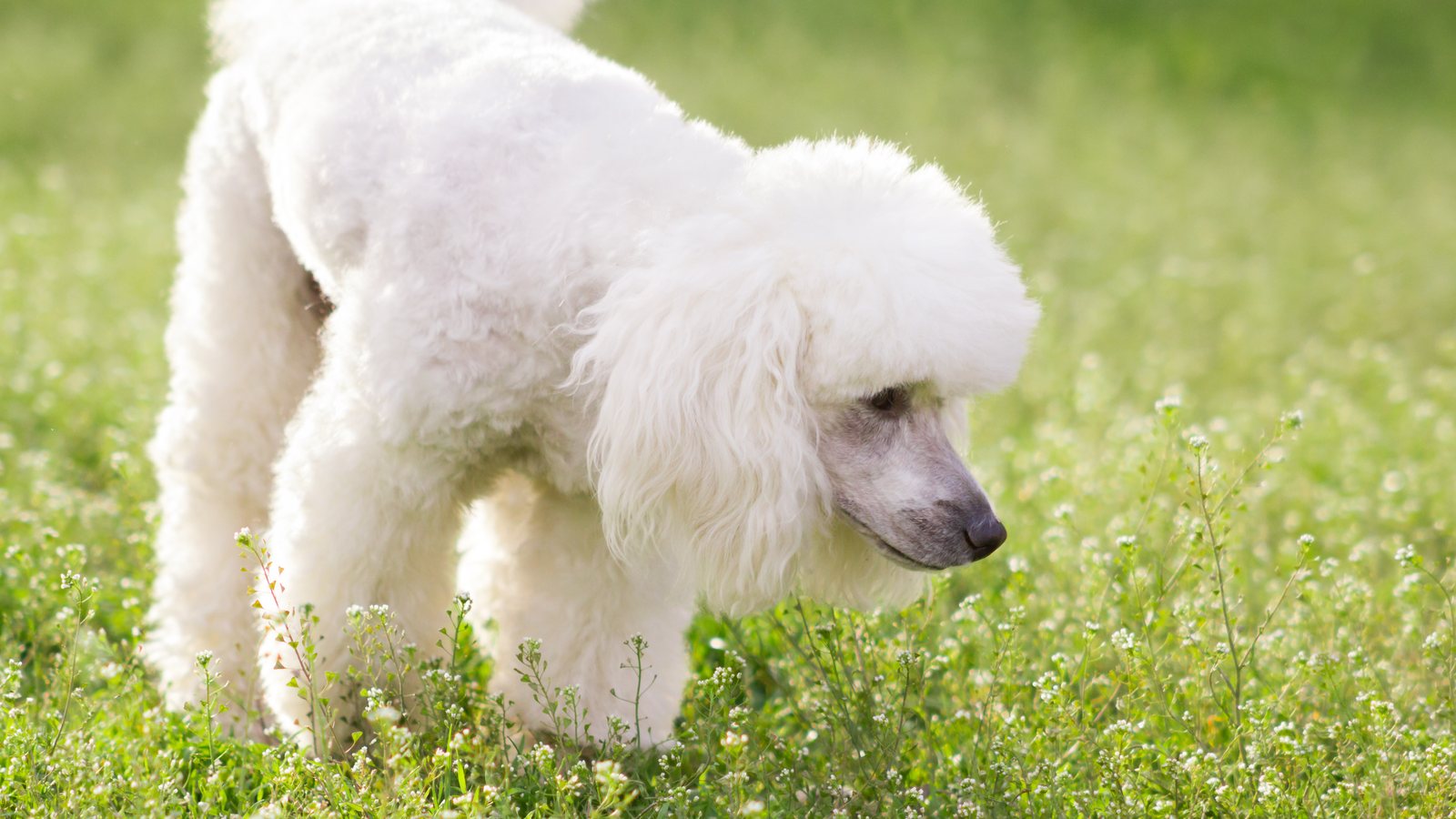 A young white poodle sniffing wildflowers in a meadow