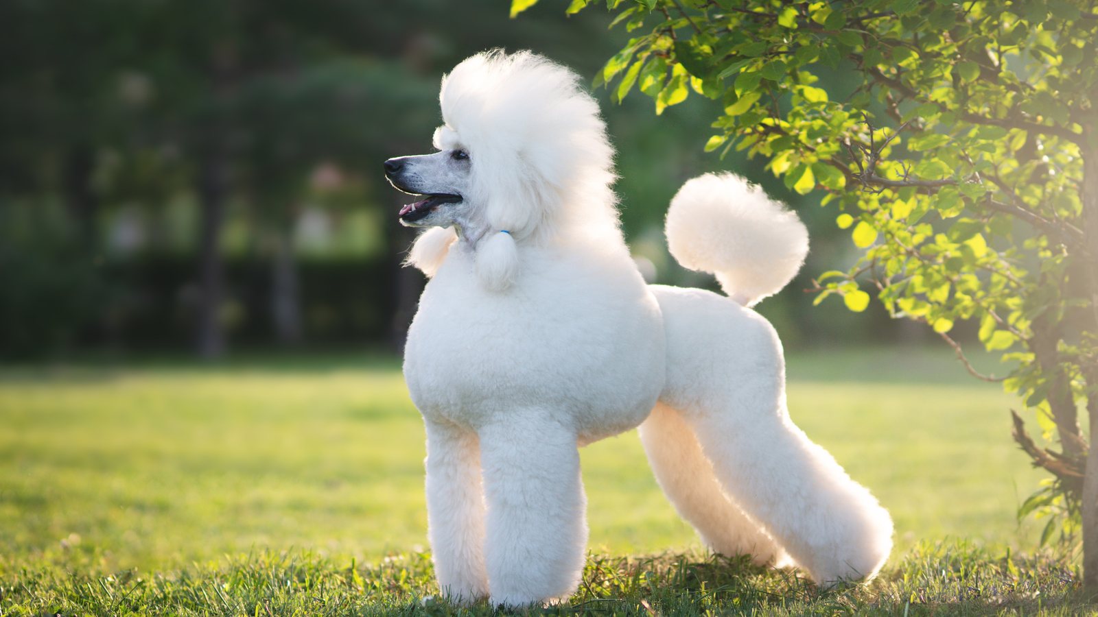 A white Standard Poodle standing in a park