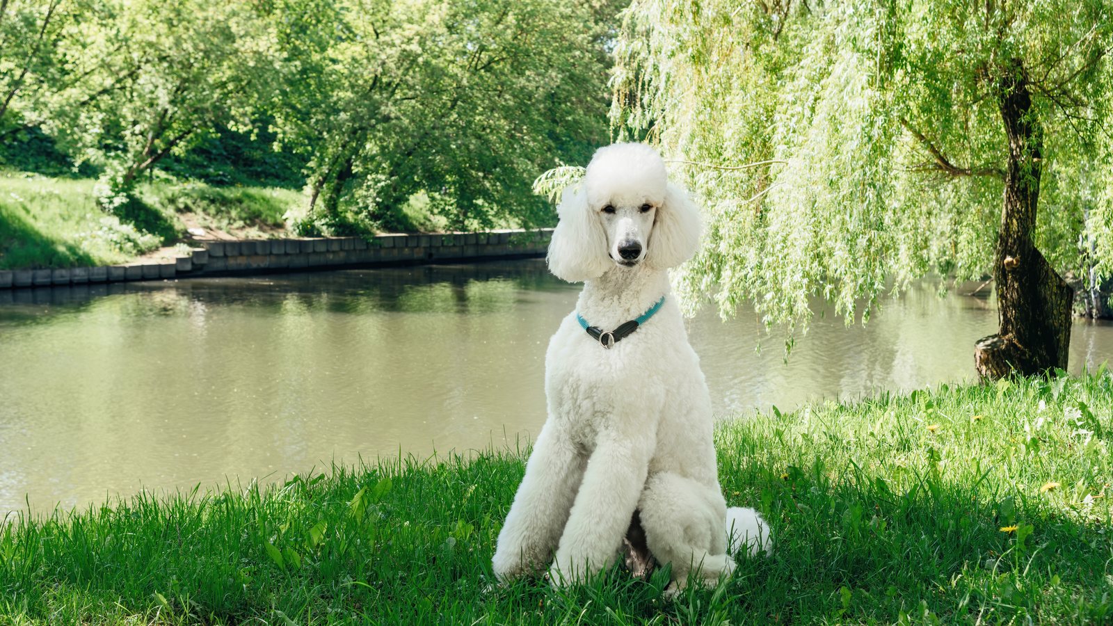 A white poodle sitting on the grass beside a river