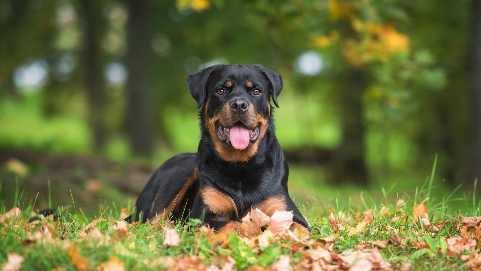 A Rottweiler lying in autumn leaves