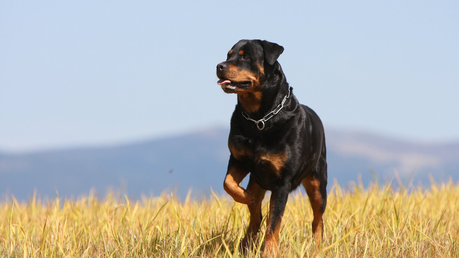 A Rottweiler standing in a field with mountains behind
