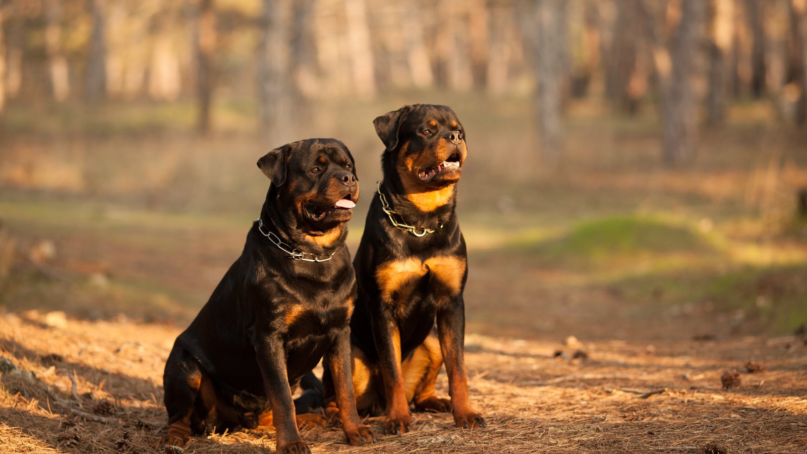 Two Rottweilers sitting together on a forest path