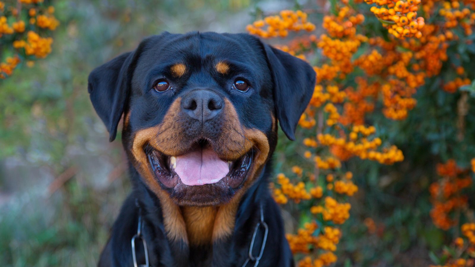 A Rottweiler portrait beside orange berries