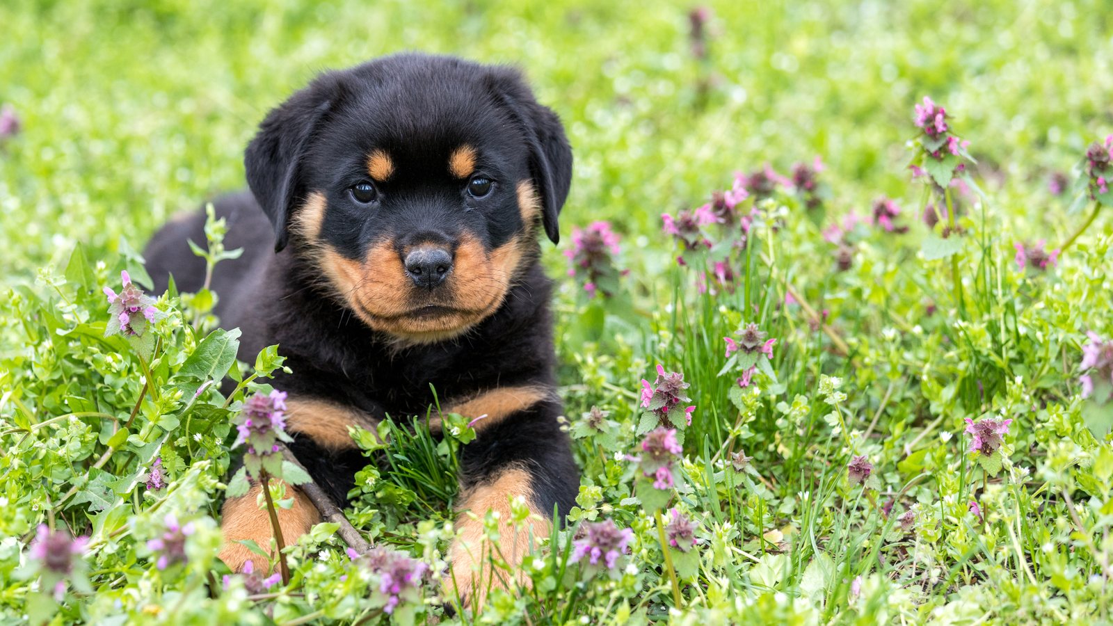 A Rottweiler puppy sitting in a patch of clover