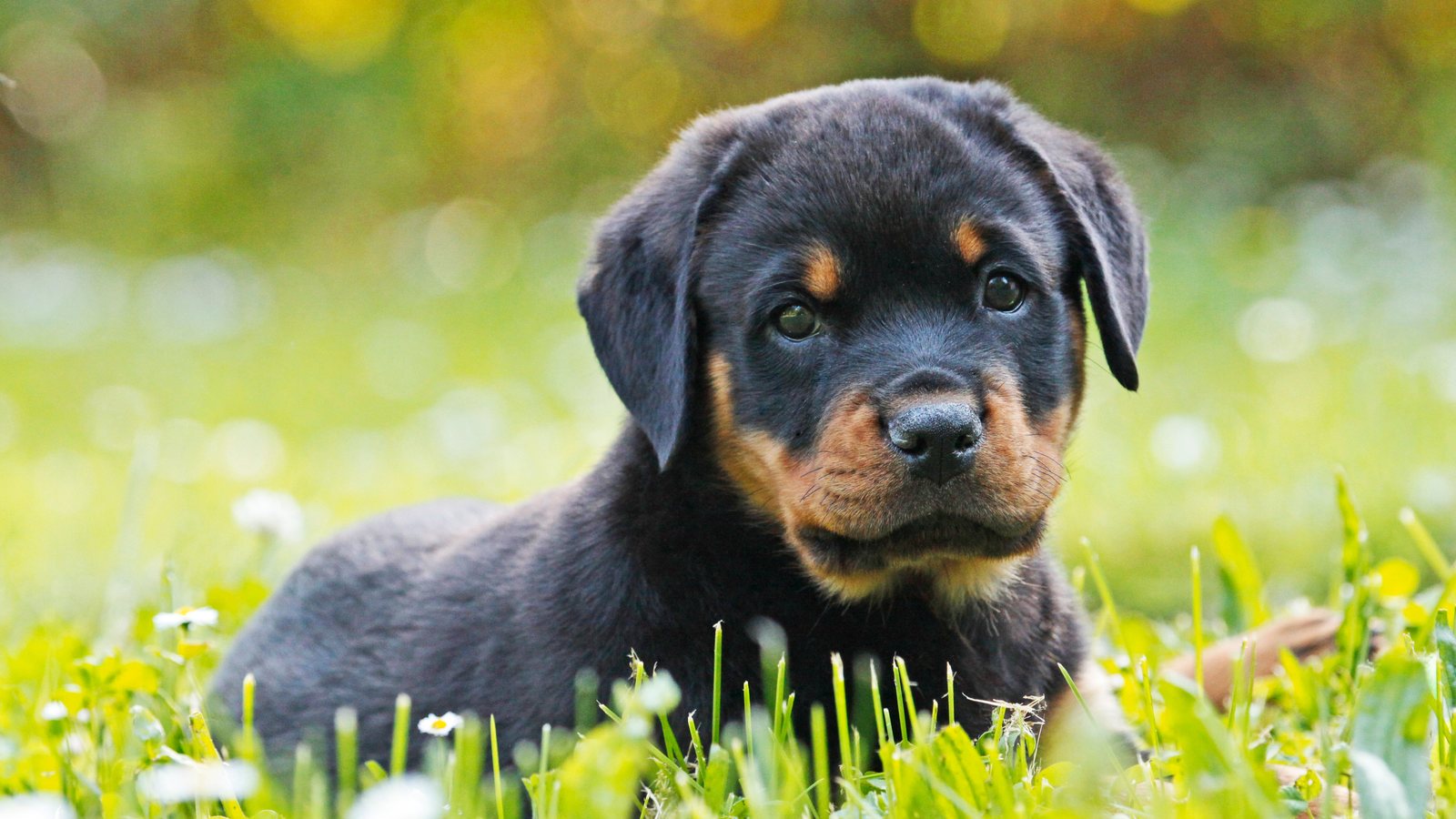 A Rottweiler puppy lying in grass with daisies