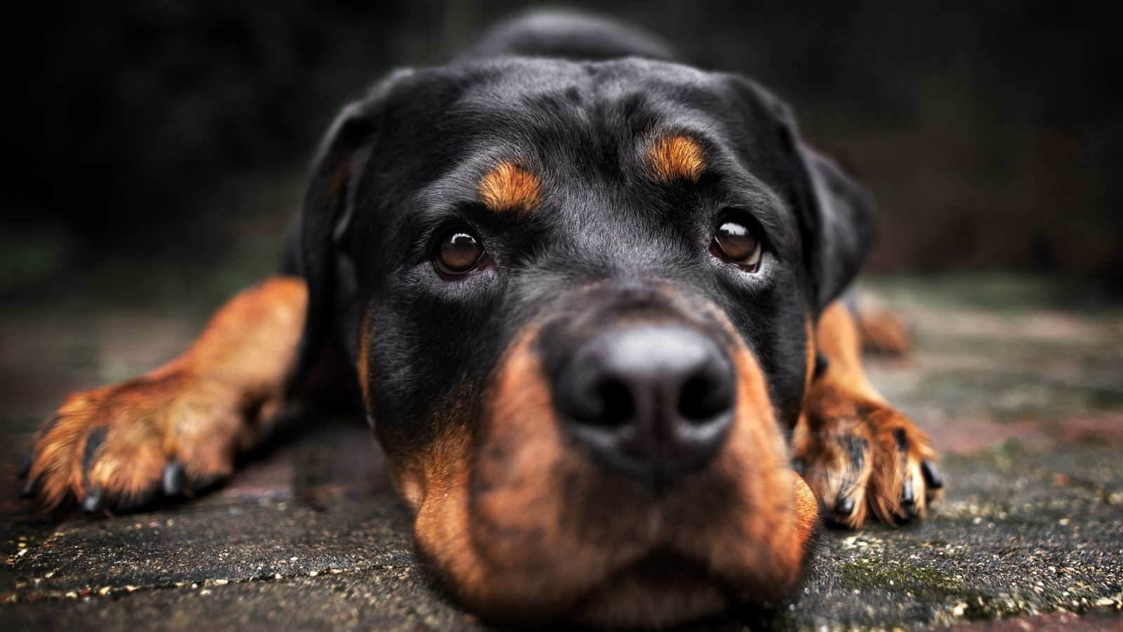 A Rottweiler resting with its head on the ground