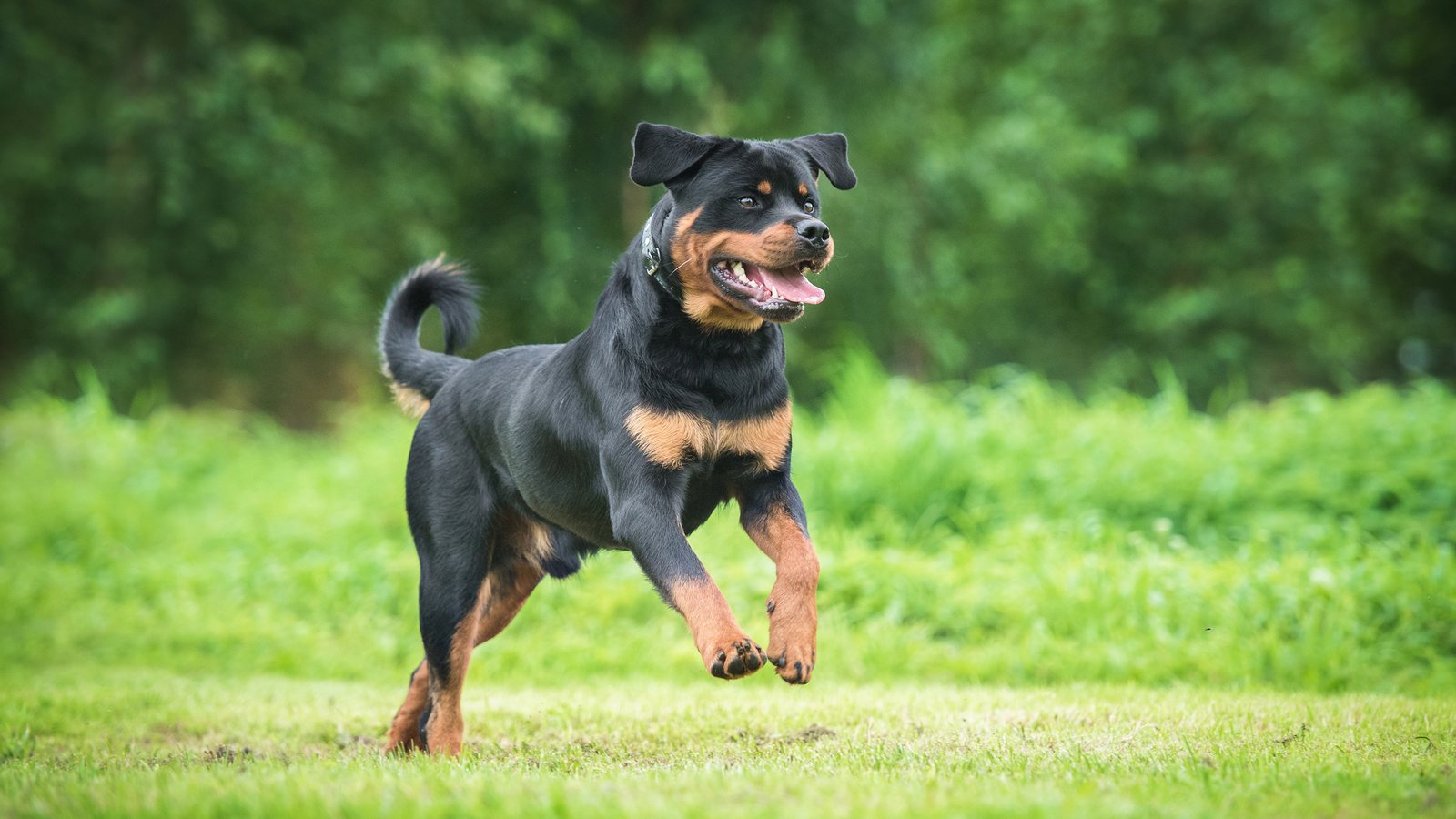 A young Rottweiler running across the grass