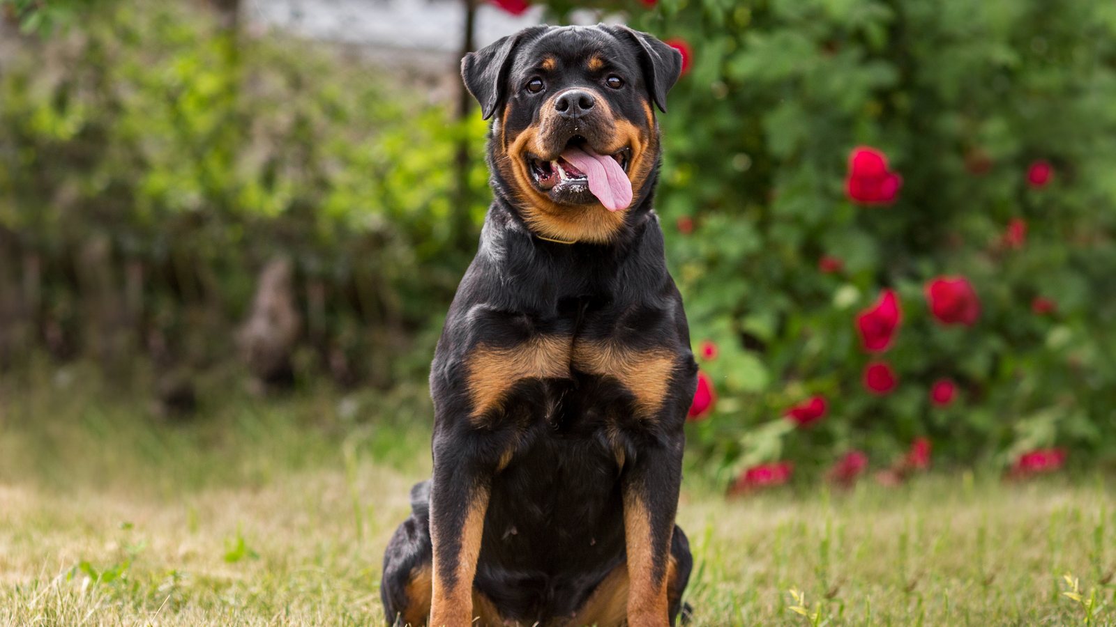 A Rottweiler sitting in a garden beside red roses