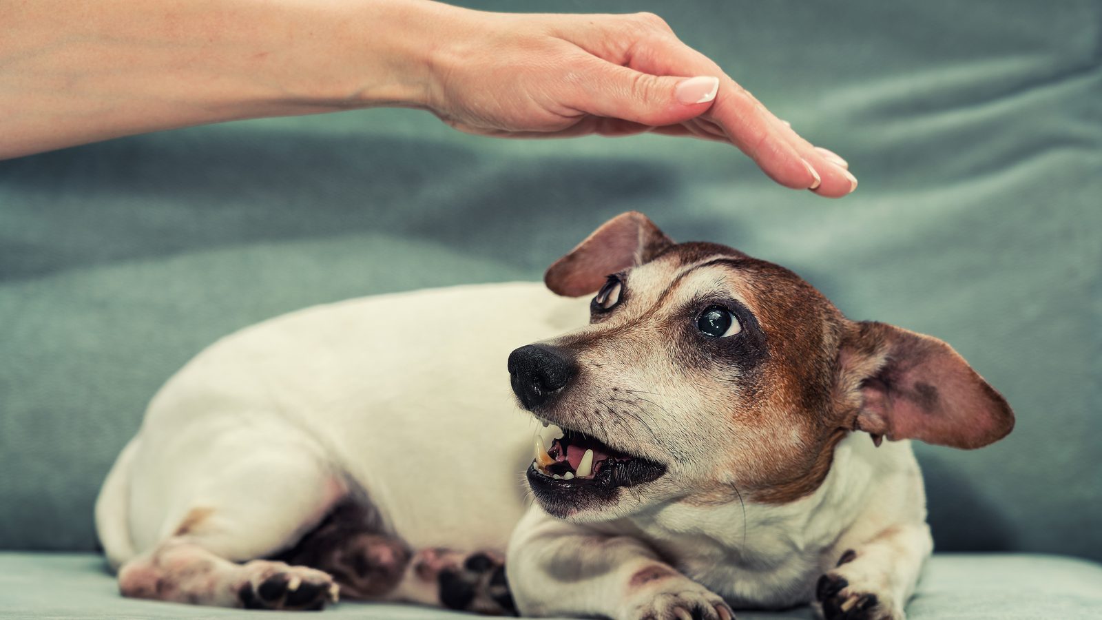 A dog baring its teeth in warning as a hand reaches toward it