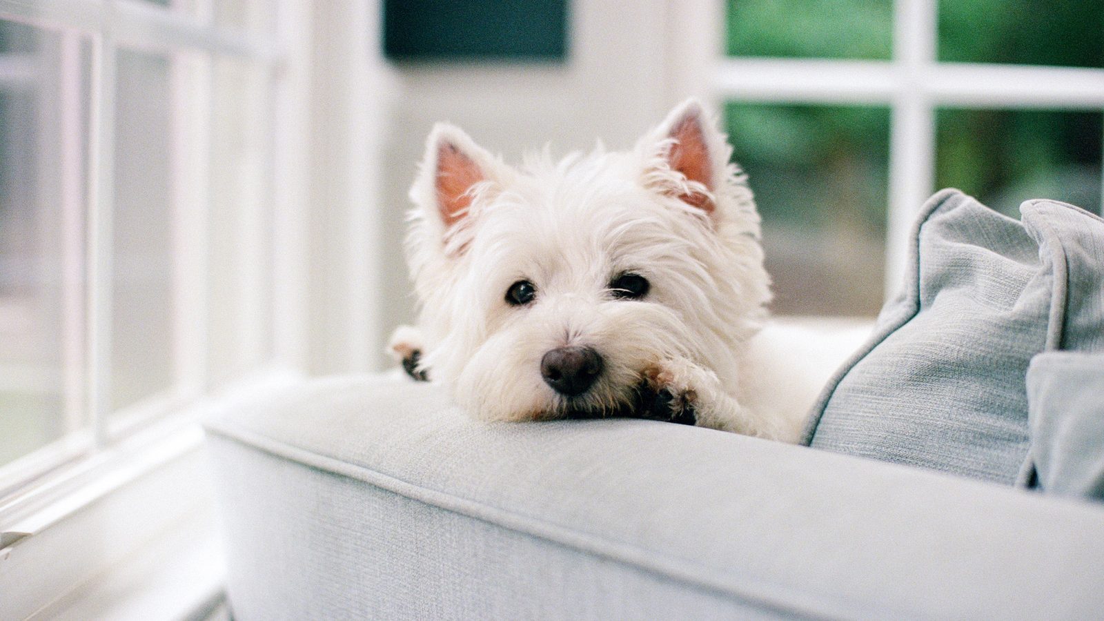 A West Highland white terrier peeking cautiously over the back of a sofa