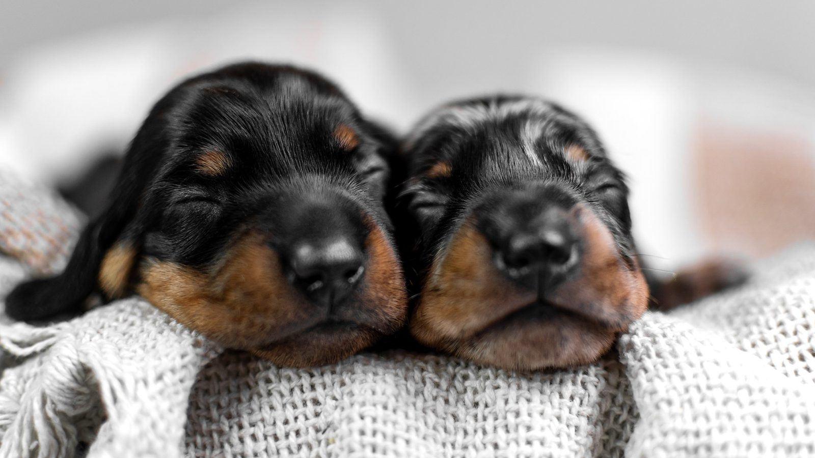 Two dachshund puppies sleeping snuggled together on a soft knitted blanket