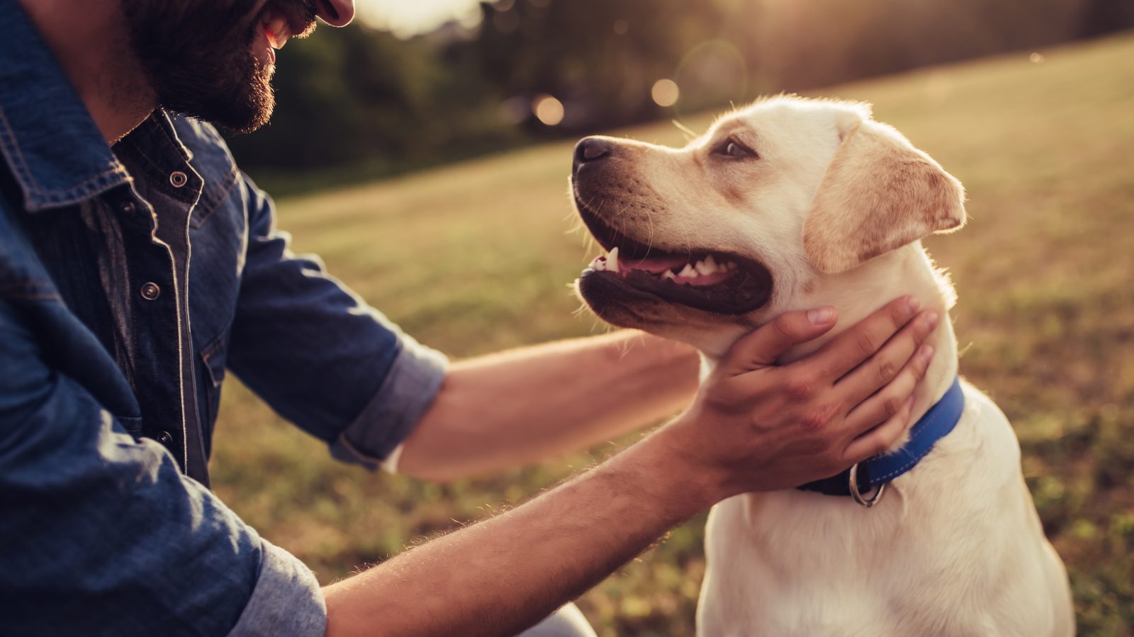 Man crouching to greet and pet a friendly Labrador outdoors
